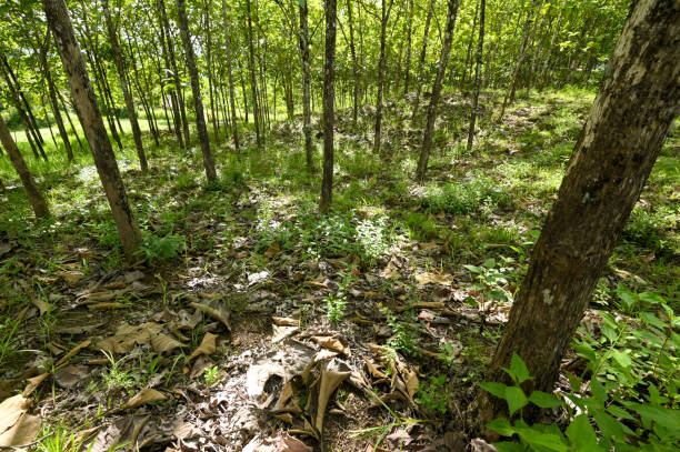 Land Conservation: Preserving Beauty