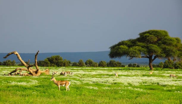 Amboseli Land Sale, Kenya