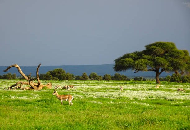 Amboseli Land Sale, Kenya