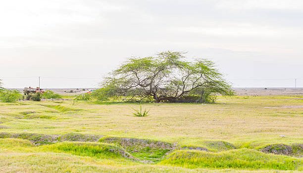 Tranquil Oasis: Milimani Land Sale