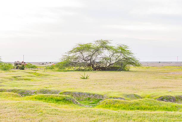 Tranquil Oasis: Milimani Land Sale