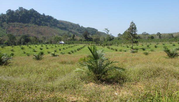 Tranquil Seclusion: Kibos Land Sale