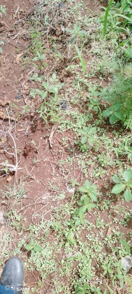 land for sale in Siaya Town